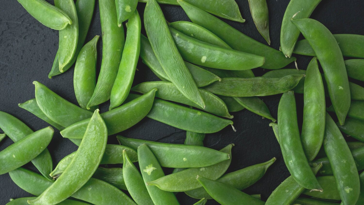 mateusz-feliksik-2pR6oNvHjMQ-unsplash a green plant
